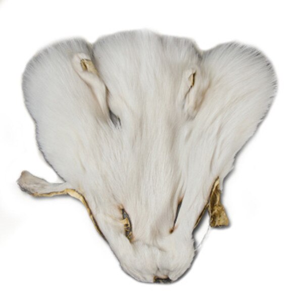 126-192.SLC.jpg Fox Face - Arctic Image