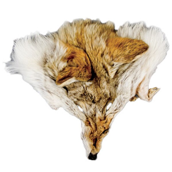 16-2501.SLC.jpg FaceCoyote Image