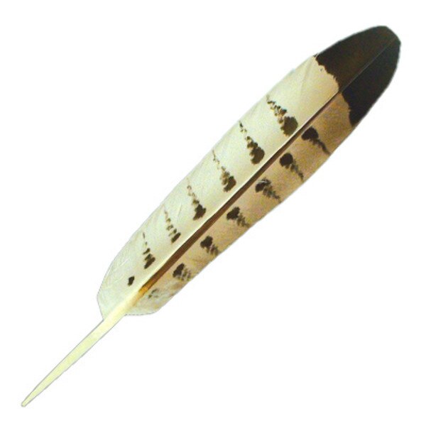 26-11413.SLC.jpg FeatherHawkTail Each Image