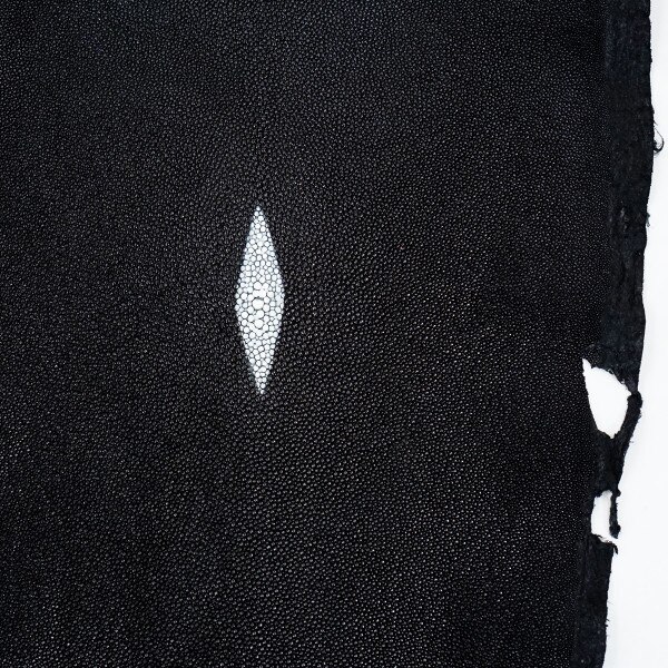 39-82009.SLC.2.jpg Black Stingray - Large Image