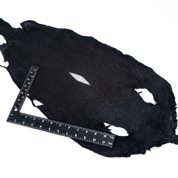 39-82009.SLC.3.jpg Black Stingray - Large Image