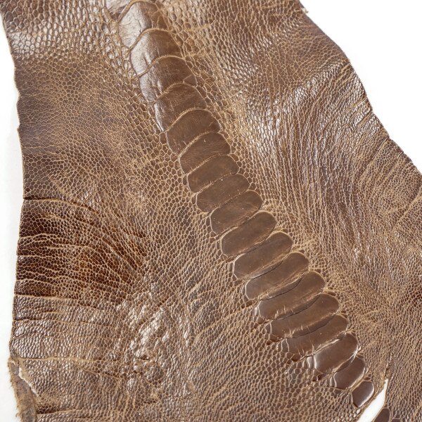 63-30514.SLC.1.jpg Ostrich Leg - Rugged Image